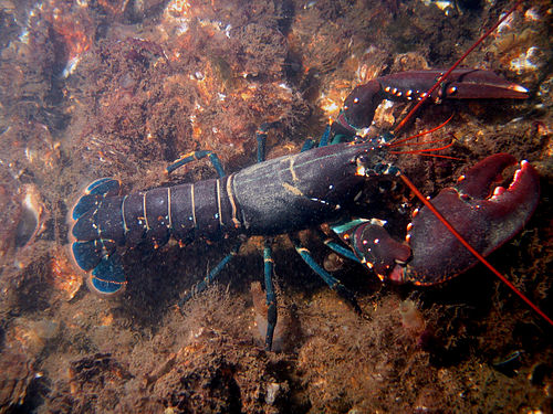 Homarus gammarus